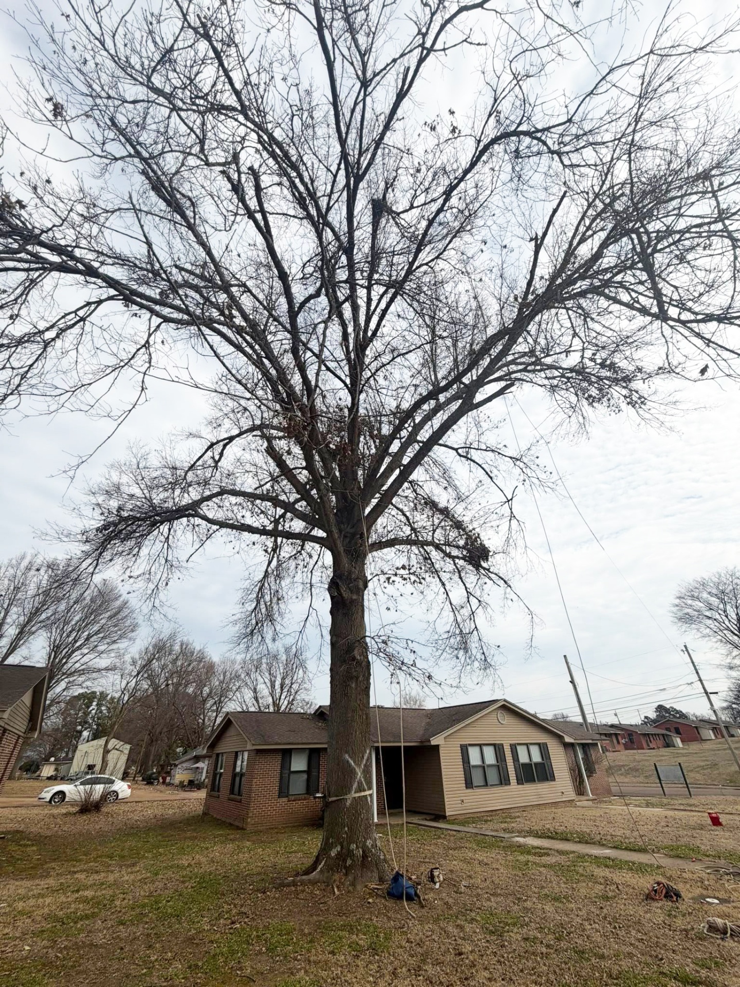 Property before tree removal by Outdoor Services Group